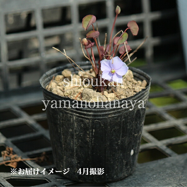 (100 pot )tatsuta saw 7.5~9cm pot рассада 100 pot комплект / дракон рисовое поле ./* этот сезон цветение конец 5/18 лист . развитие средний 