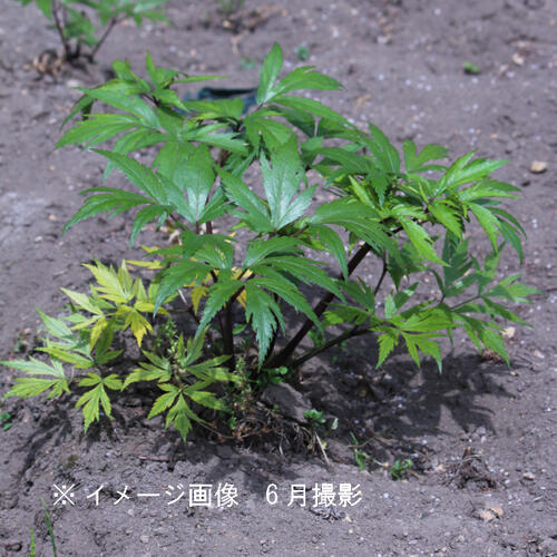 (100 pot ) ho ka Japanese huchen ki10.5cm pot seedling 100 pot set medicinal herbs seedling / enduring cold . many year ./ north sea present ./*4/27. blow . beginning 