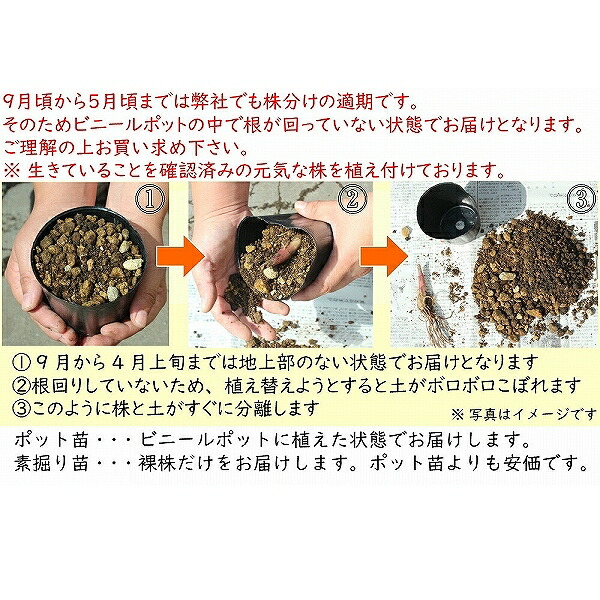 (100 pot ) ho ka Japanese huchen ki10.5cm pot seedling 100 pot set medicinal herbs seedling / enduring cold . many year ./ north sea present ./*4/27. blow . beginning 