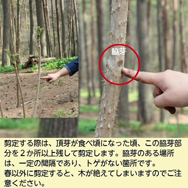 (5 pot ) треска noki10.5cm pot рассада 5 pot комплект высота дерева 20~30cm/ дикоросы рассада / треска nome/*5/8 лист . развитие средний 