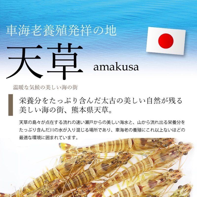 小さめ金銀の車海老