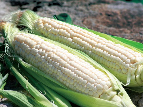  white corn (L size )×10ps.@ Hokkaido production shipping time :8~9 month ( pure white white chocolate )