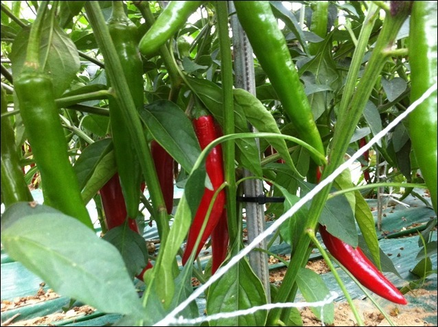[ can sine] Special on teyancho style taste for chili pepper 250g < Korea seasoning >