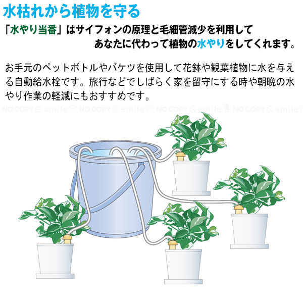  watering present number M[. bargain 4 pcs set ][ compact flight ]/ watering siphon capillary tube phenomenon automatic automatic . faucet pot planter decorative plant absence travel 