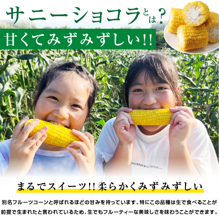  Chiba префектура производство кукуруза 2L размер 1 2 шт примерно 4.5kg Sunny шоколад бесплатная доставка кукуруза утро .. прямая поставка свежесть выдающийся этот день отгрузка лето овощи прямая поставка от производителя 