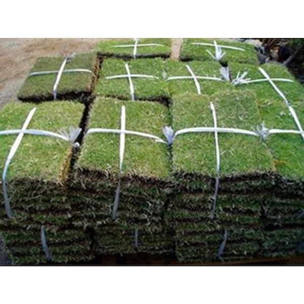  Goryeo газонная трава 20 пачка комплект 