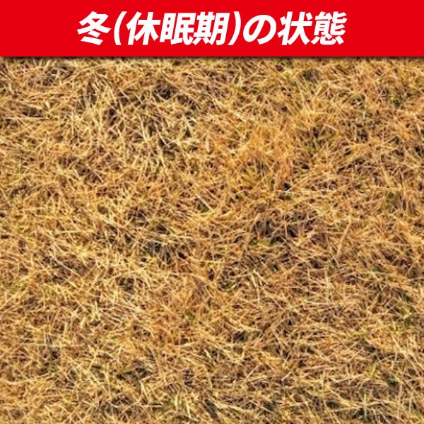  Goryeo газонная трава 20 пачка комплект 