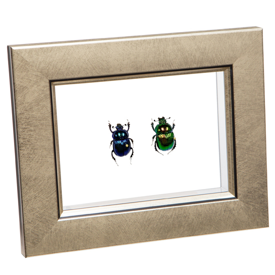  insect specimen oo centimeter kogane2 pcs metallic style light frame 