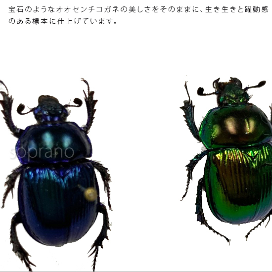  insect specimen oo centimeter kogane2 pcs metallic style light frame 