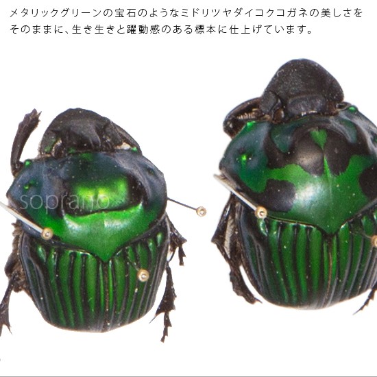  отметка 10 раз время ограничено насекомое образец зеленый блеск большой kokkogane2 шт металлик style свет рама 