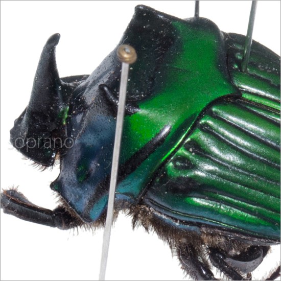  отметка 10 раз время ограничено насекомое образец зеленый блеск большой kokkogane2 шт металлик style свет рама 
