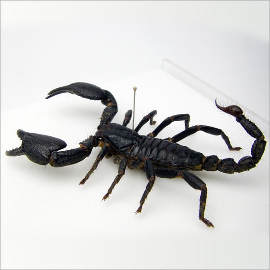  insect specimen black oo sa sleigh acrylic fiber frame transparent 