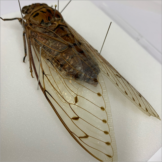  insect specimen Tey ouzemi acrylic fiber frame transparent 