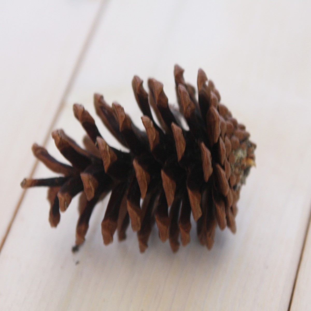  pine ..../ pine umbrella M size : approximately 4~6cm 50 piece 1 set nature color domestic production natural material construction handmade hand made craft material for flower arrangement 