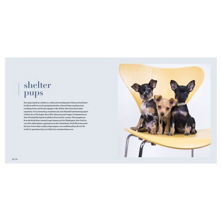 [ foreign book ] The *dogi -stroke *papi-z[ Area s*wa chair * Freed man ] The Dogist Puppies [Elias Weiss Friedman] photoalbum . dog pretty 