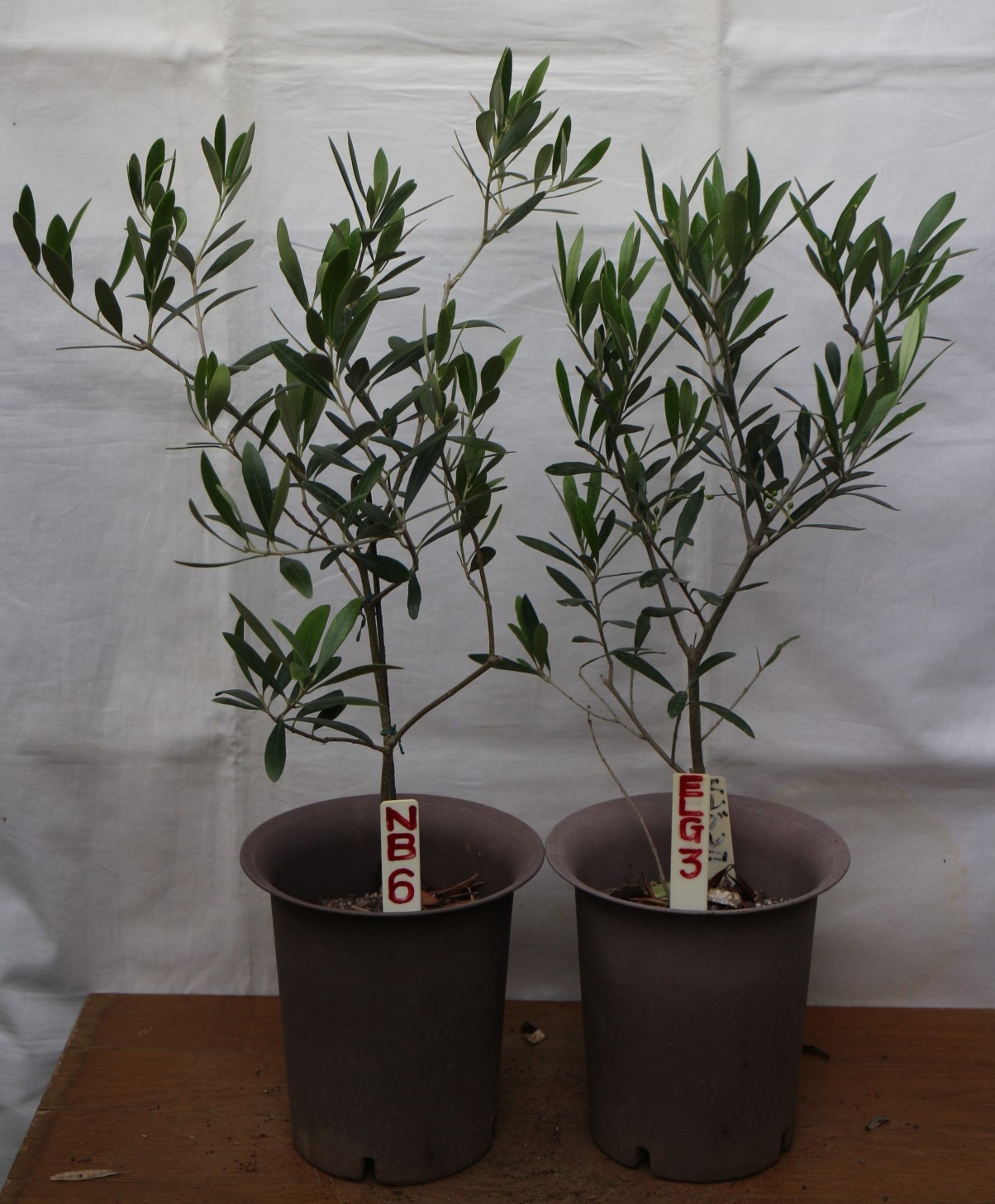  setting postage .,2 pot (5 number,2 goods kind ). olive. tree, pot .( sapling ) also selectable. height of tree 60cm~70cm, image * commodity information from please choose (5wp-2x)