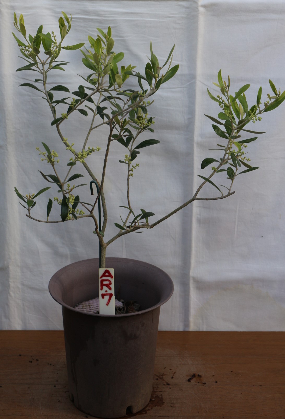  setting postage .,2 pot (5 number,2 goods kind ). olive. tree, pot .( sapling ) also selectable. height of tree 60cm~70cm, image * commodity information from please choose (5wp-2x)