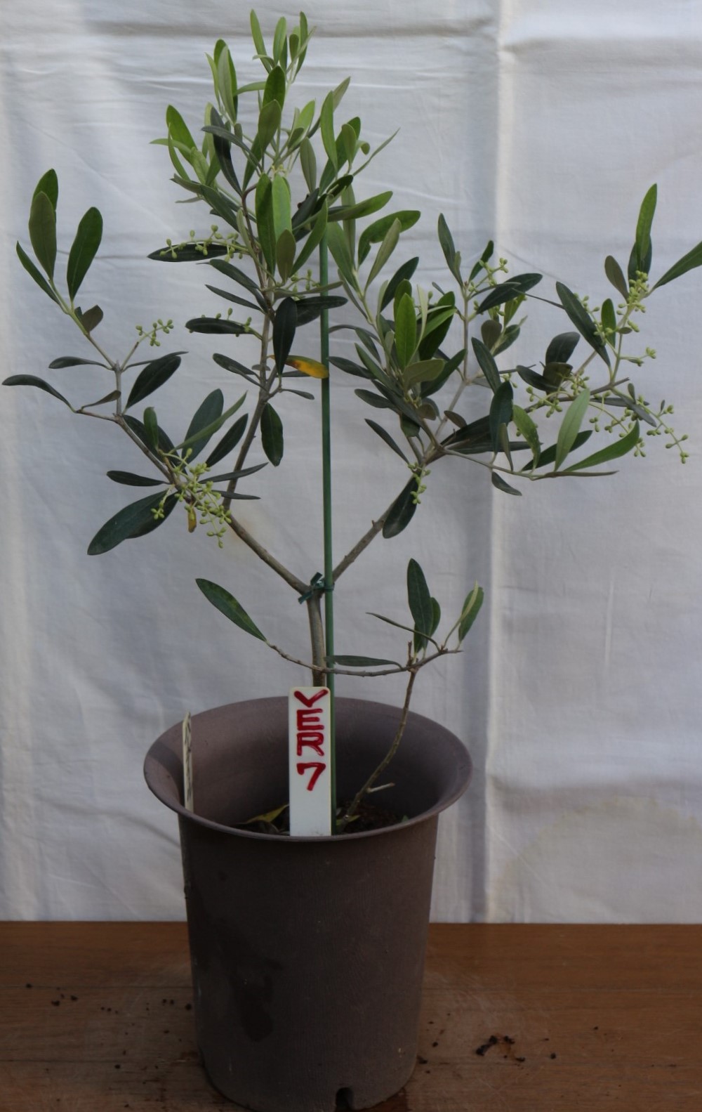  setting postage .,2 pot (5 number,2 goods kind ). olive. tree, pot .( sapling ) also selectable. height of tree 60cm~70cm, image * commodity information from please choose (5wp-2x)