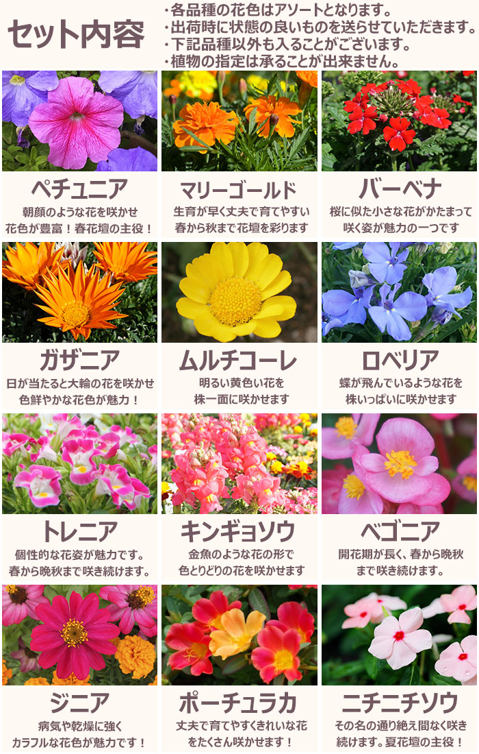  flower seedling spring set season. flower seedling incidental 9 pot gardening flower . free shipping Okinawa * excepting remote island 