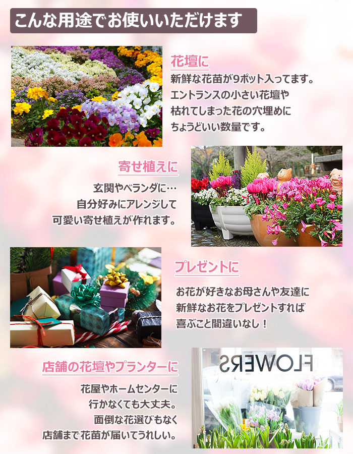  flower seedling spring set season. flower seedling incidental 9 pot gardening flower . free shipping Okinawa * excepting remote island 