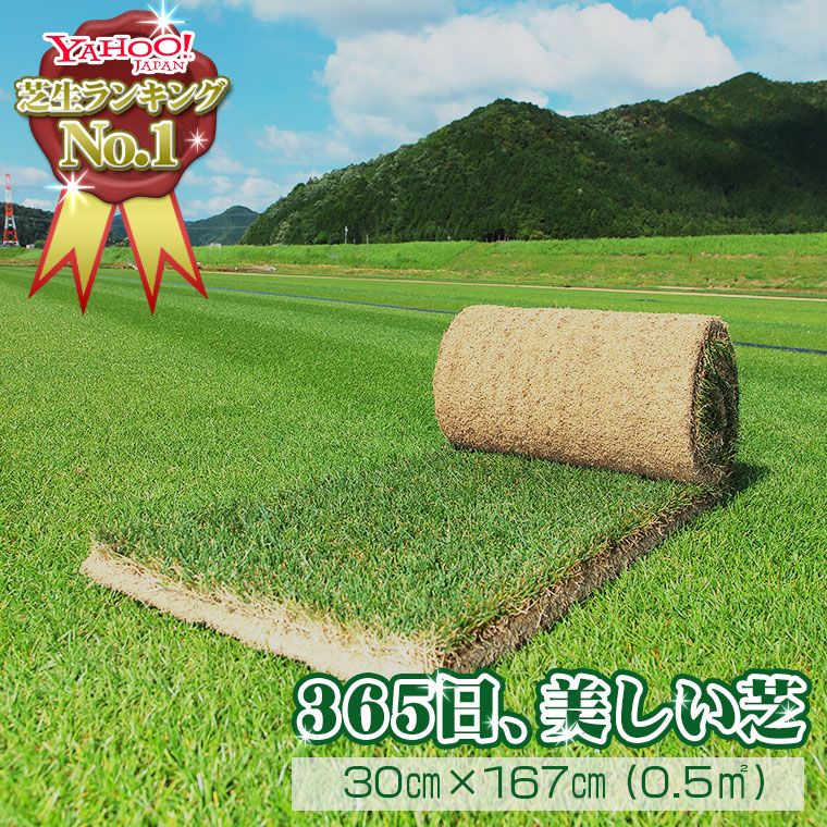  lawn grass raw natural lawn grass three kind mixing roll volume lawn grass ( lawn grass raw mail order )