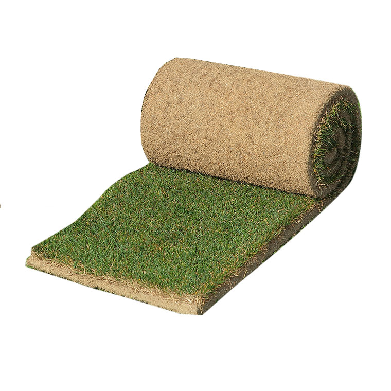  lawn grass raw natural lawn grass three kind mixing roll volume lawn grass ( lawn grass raw mail order )