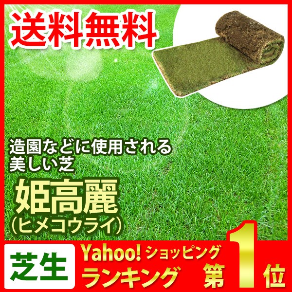  lawn grass raw natural lawn grass . Goryeo lawn grass (himekoulai lawn grass ) roll volume lawn grass ( lawn grass raw mail order )