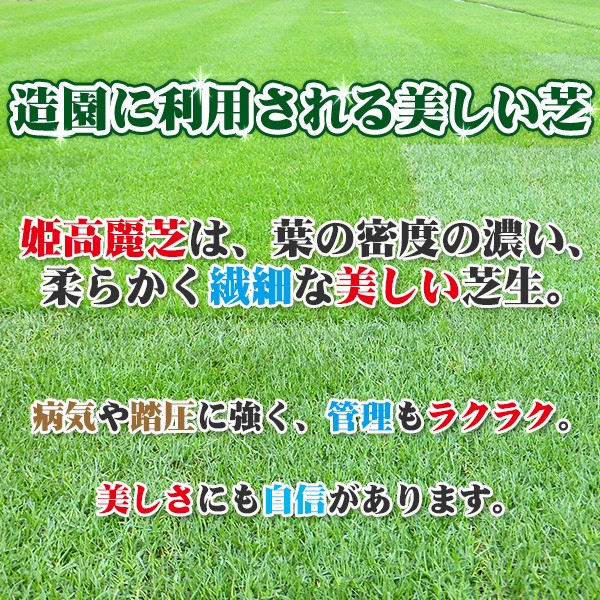  lawn grass raw natural lawn grass . Goryeo lawn grass (himekoulai lawn grass ) roll volume lawn grass ( lawn grass raw mail order )