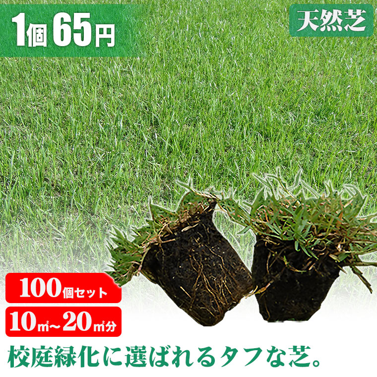  lawn grass raw natural lawn grass tif ton pot seedling cell tray 5cm angle ×100 piece ( lawn grass raw mail order )