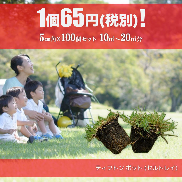  lawn grass raw natural lawn grass tif ton pot seedling cell tray 5cm angle ×100 piece ( lawn grass raw mail order )