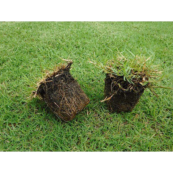  lawn grass raw natural lawn grass tif ton pot seedling cell tray 5cm angle ×100 piece ( lawn grass raw mail order )