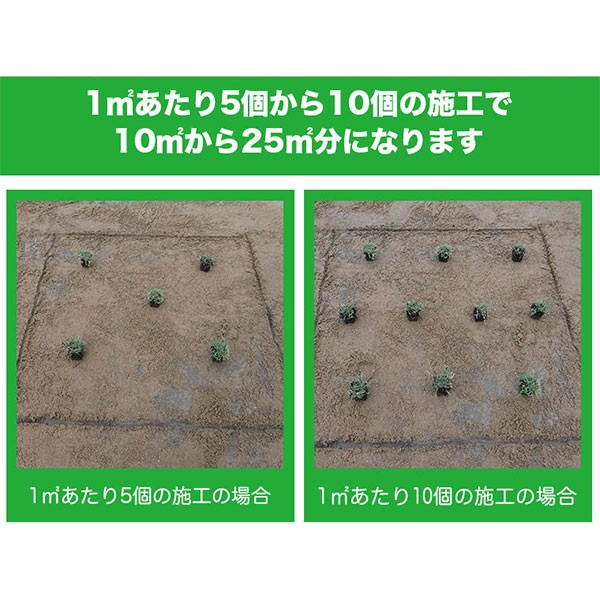  lawn grass raw natural lawn grass tif ton pot seedling cell tray 5cm angle ×100 piece ( lawn grass raw mail order )