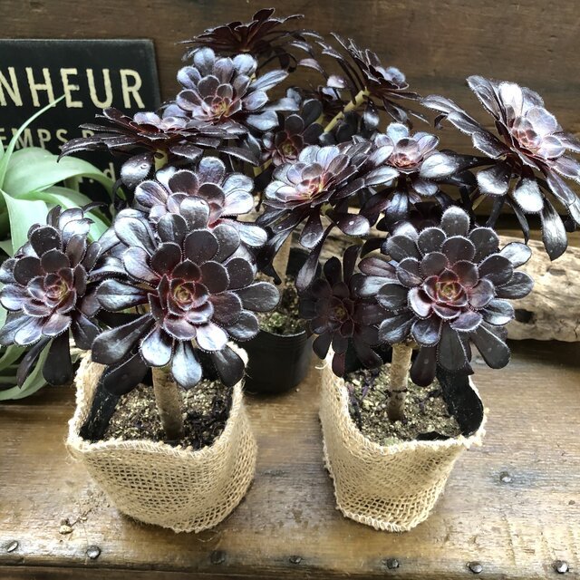  great popularity black law .aeonium succulent plant stylish 