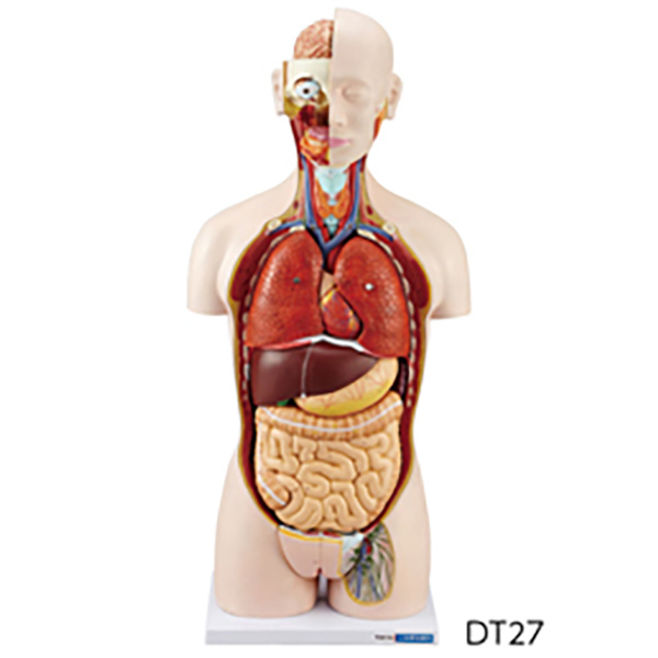  human body anatomy model torso type DT27ke varnish 3-160-0113