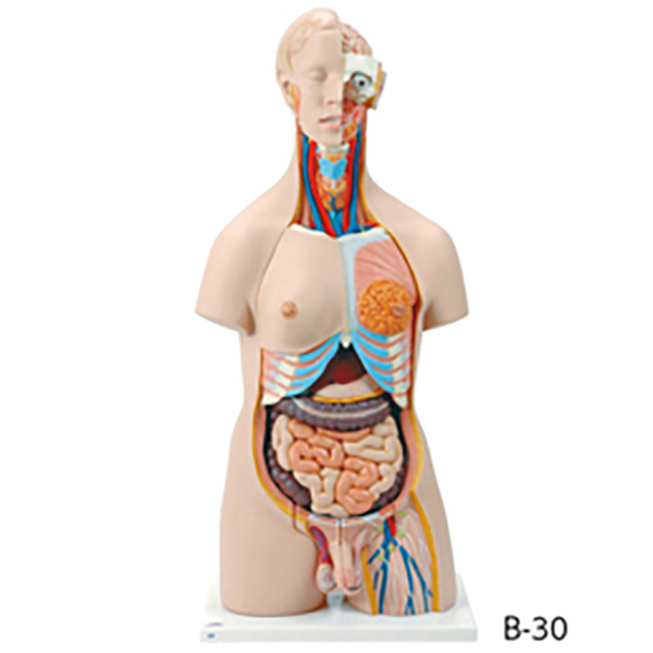  human body anatomy model torso type B-30ke varnish 3-160-0116