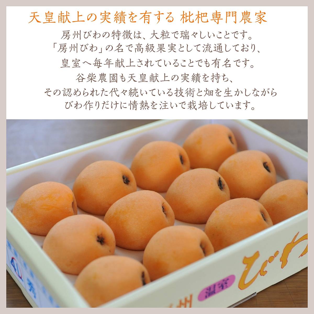  loquat [.. agriculture .].. loquat extra-large 3L 12 piece 1.1kg.. for .. Chiba prefecture south . total city heaven .. on. results Mother's Day Father's day {4/ last third ~5/ on ... shipping }