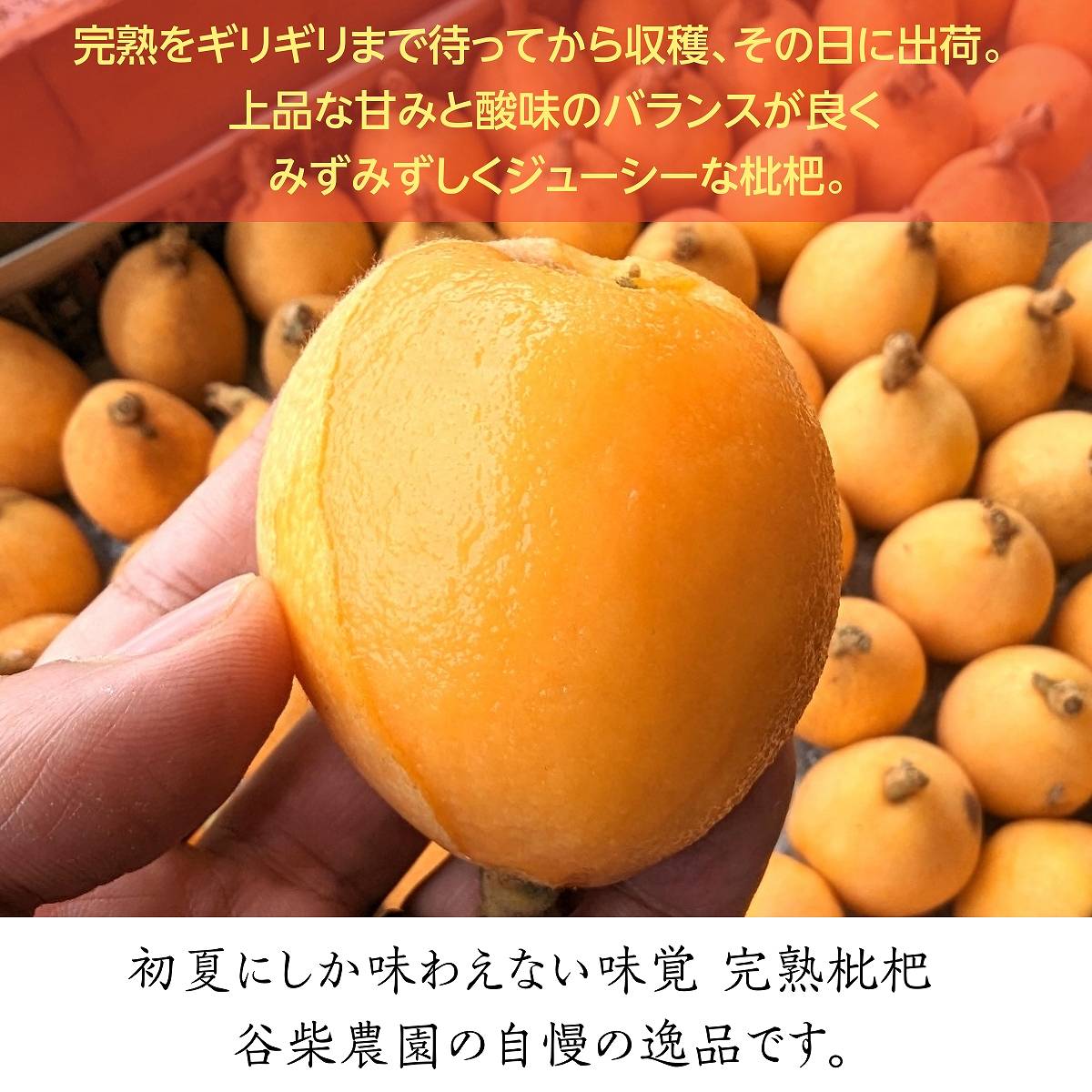  loquat [.. agriculture .].. loquat L 15 piece 1kg.. for .. Chiba prefecture south . total city heaven .. on. results Mother's Day Father's day {4/ last third ~5/ on ... shipping }