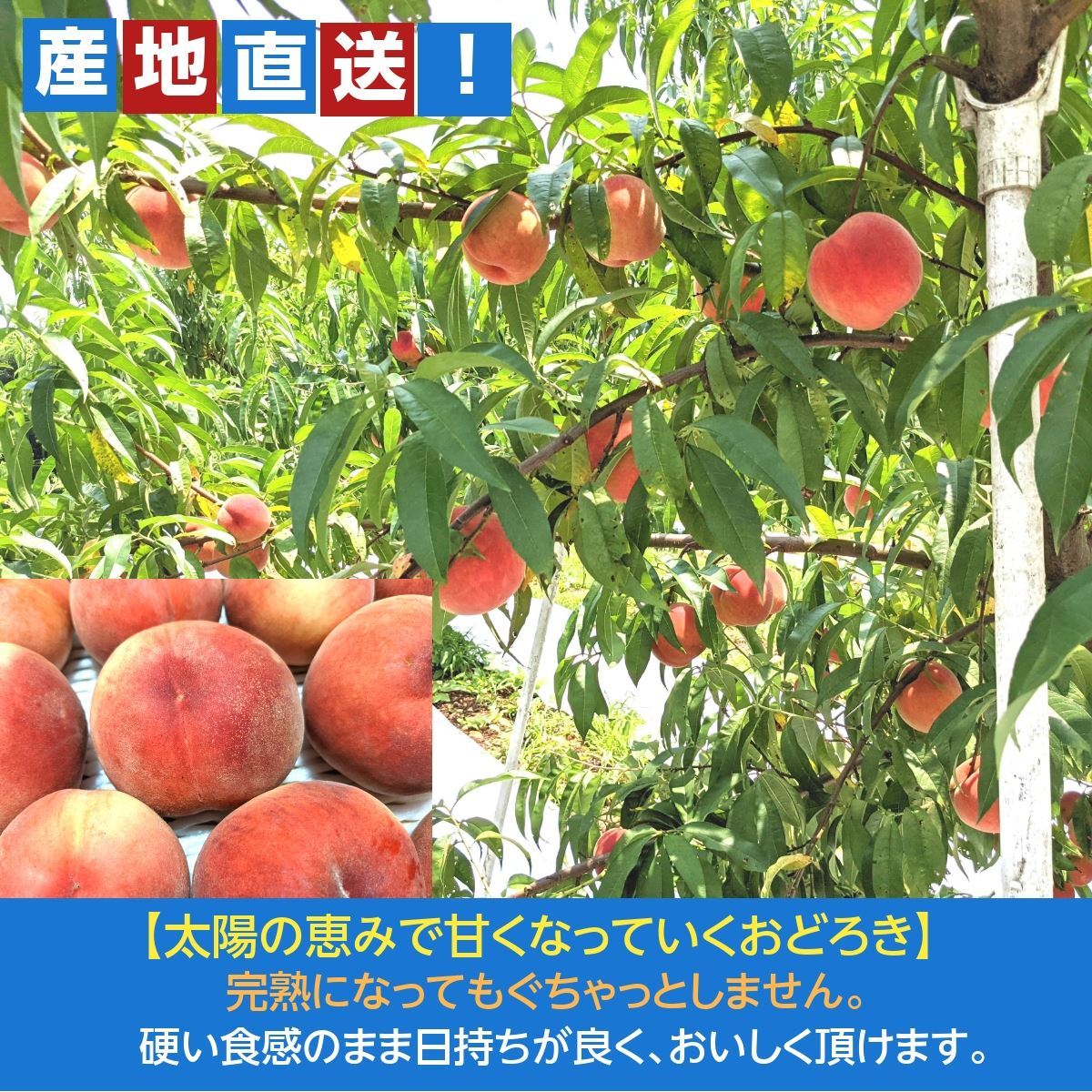  early stage reservation discount discount for early booking /[ kind .....] hard peach ....2kg(5~6 piece ) Fukushima prefecture date city {8/12~8/ middle . shipping }