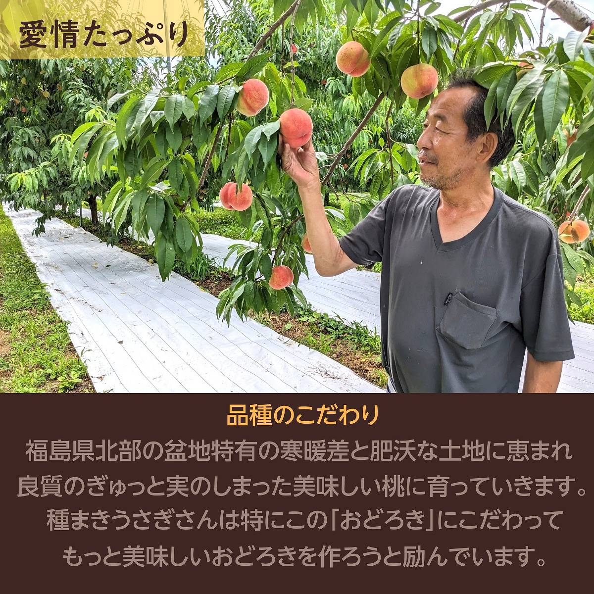  early stage reservation discount discount for early booking /[ kind .....] hard peach ....2kg(5~6 piece ) Fukushima prefecture date city {8/12~8/ middle . shipping }