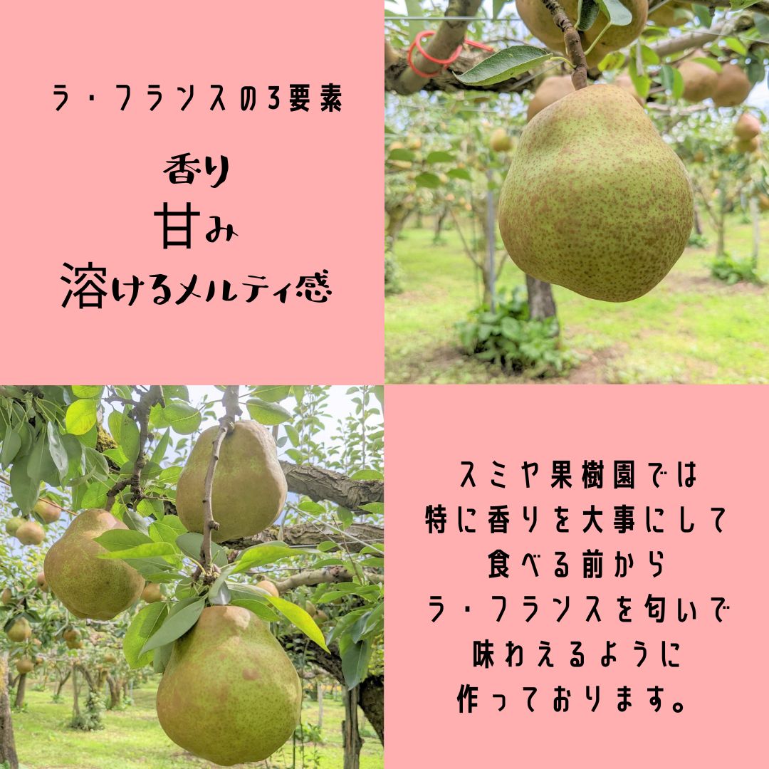  common pear [smiya fruit tree .]. none la* France approximately 5kg preeminence 2L~4L 14~18 sphere Yamagata prefecture on mountain city la France {11/ on .~11/ middle ... shipping }