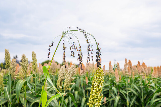  mochi millet 150g legume power domestic production domestic production . cereals mochi . domestic processing millet . not . mochi .. thing cereals rice 