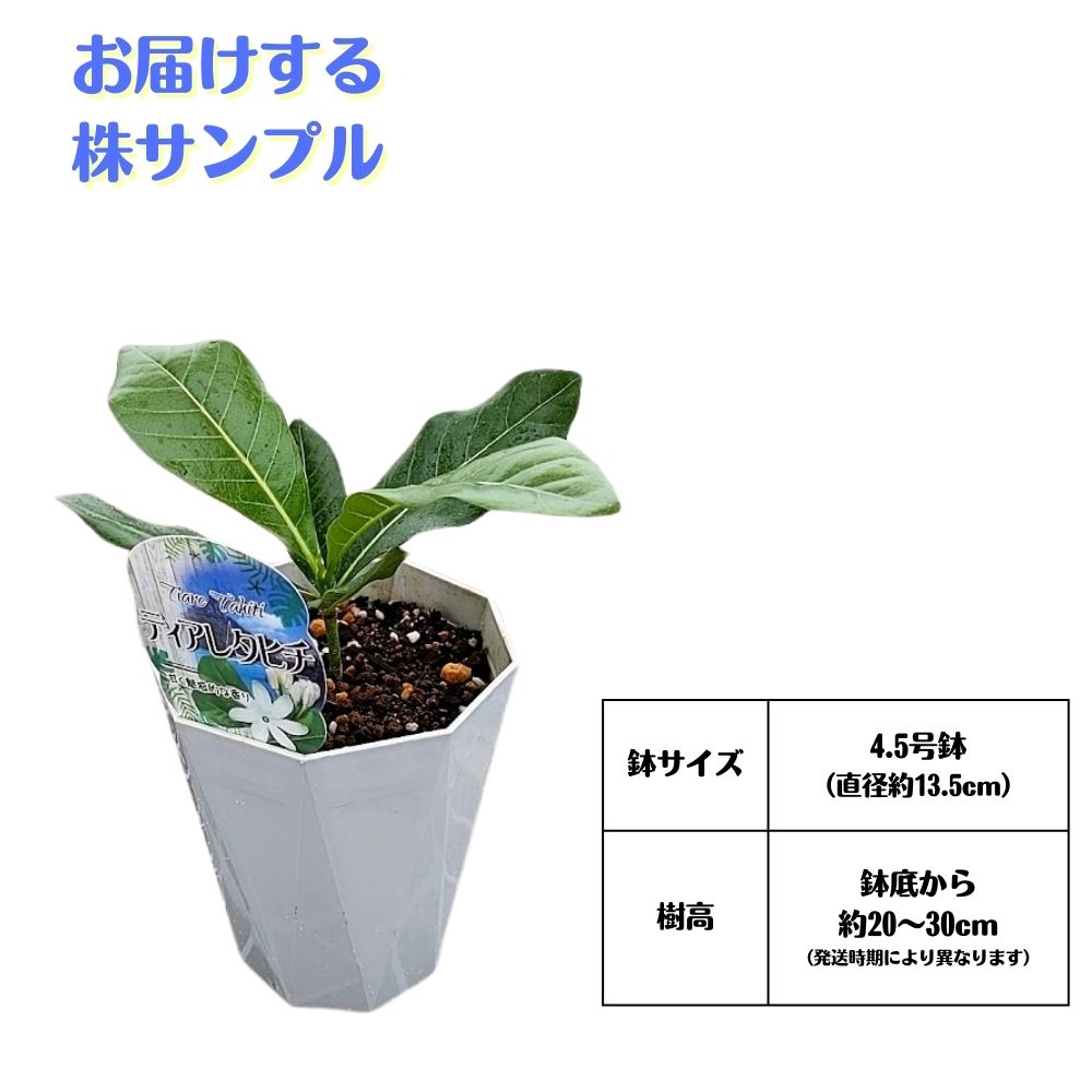  Tahiti. country flower {tiare Tahiti 4.5 number seedling } potted plant ga-tenia Titan sis Tahiti gardenia 