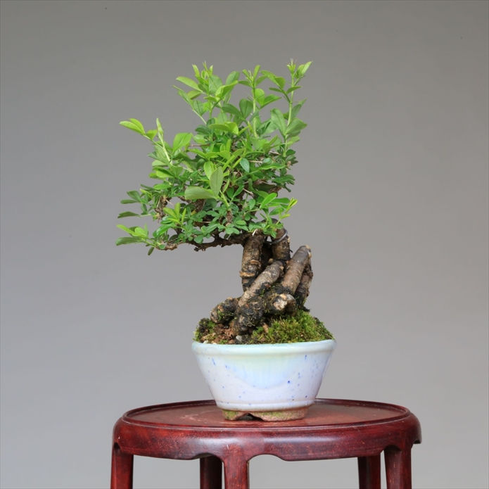  bonsai [ group .]m less zme mini bonsai [...Online]