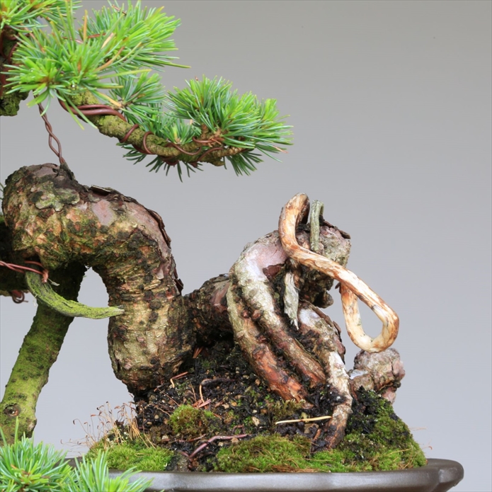  бонсай ... лист сосна [ большой ..] shohin bonsai корень сверху ......[...Online]