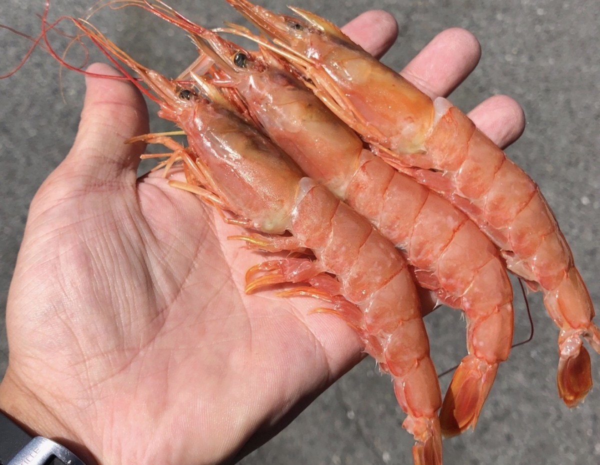  shrimp red shrimp 2kg sea . barbecue sashimi for have head Argentina production red sea .L3 sushi raw meal business use 