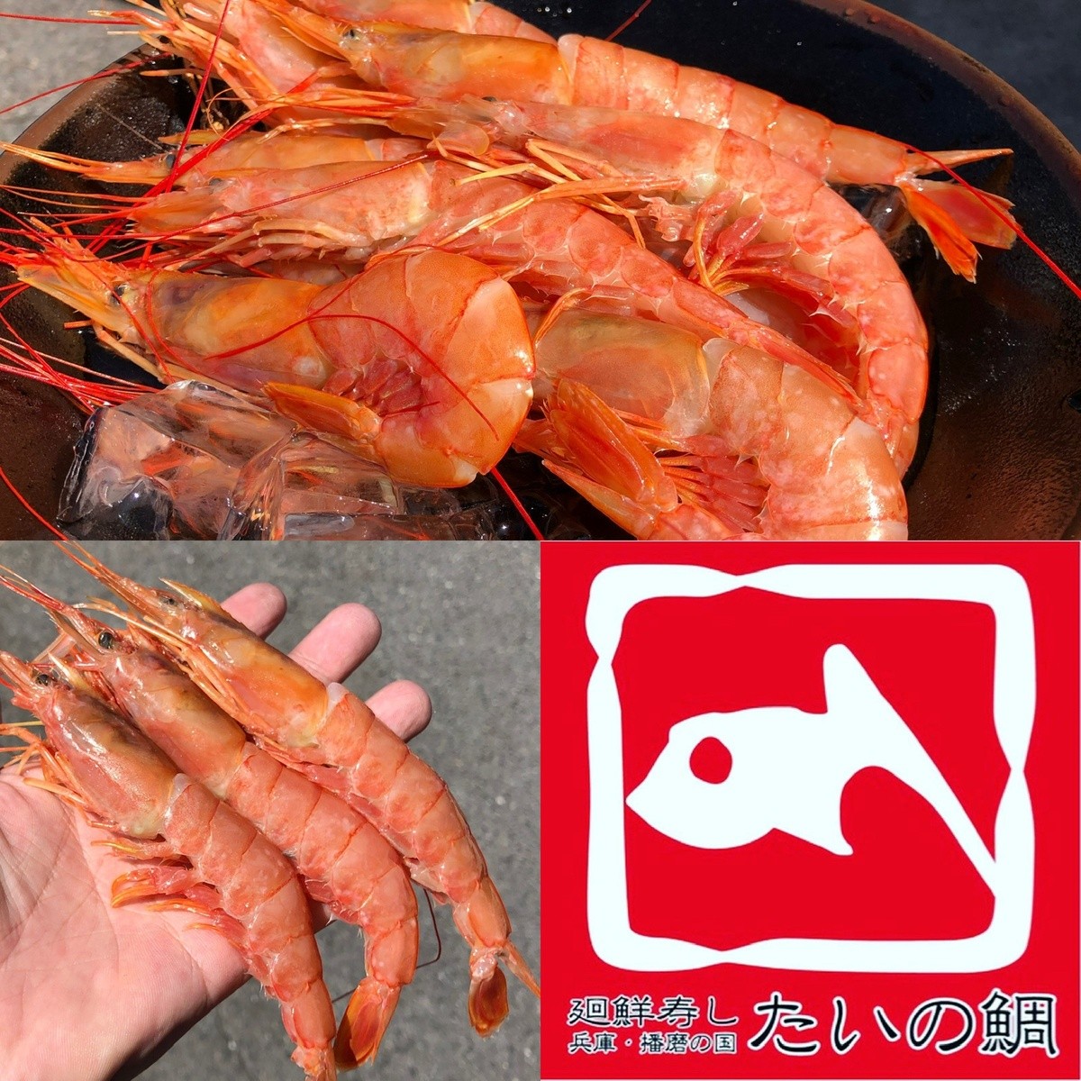  shrimp red shrimp 2kg sea . barbecue sashimi for have head Argentina production red sea .L3 sushi raw meal business use 