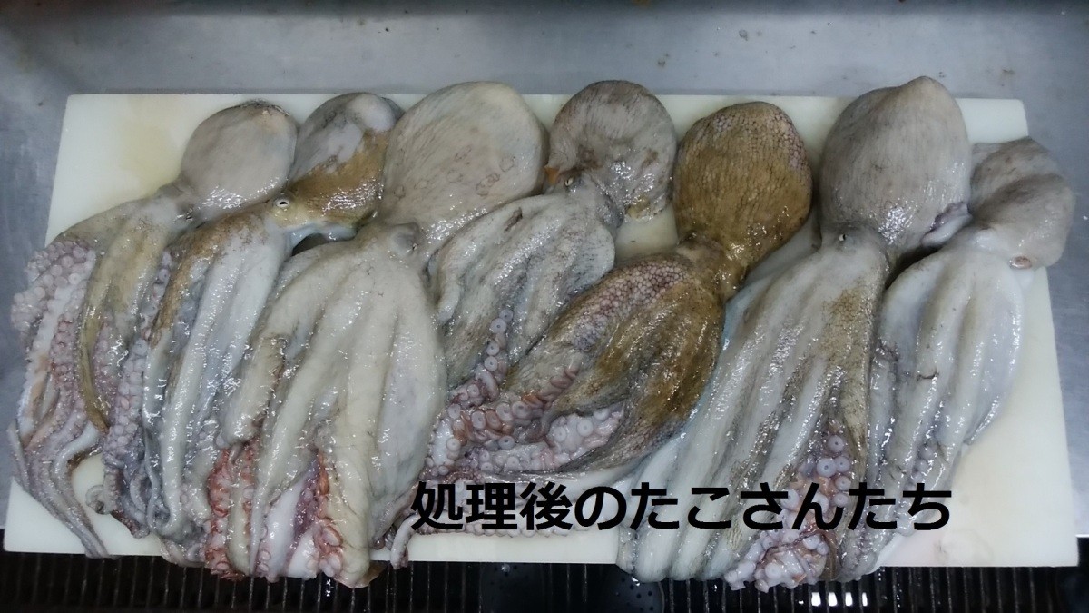ta. местного производства подлинный .700g жизнь . осьминог обыкновенный подлинный .. осьминог sashimi 1 кубок круг ....... префектура Аичи производство юг . много 