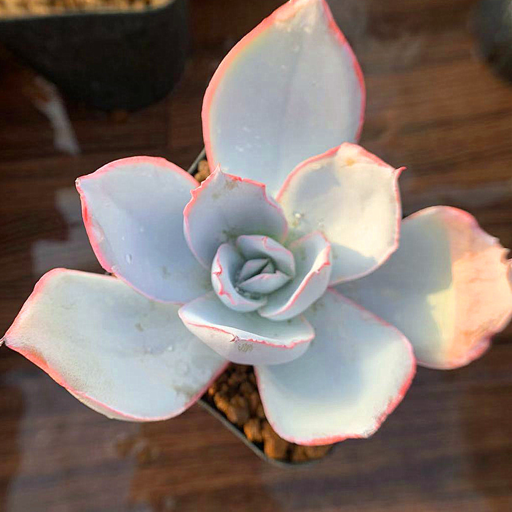  agriculture . direct sale succulent plant ....ekebe rear . can te( large ) pulling out seedling decorative plant interior 