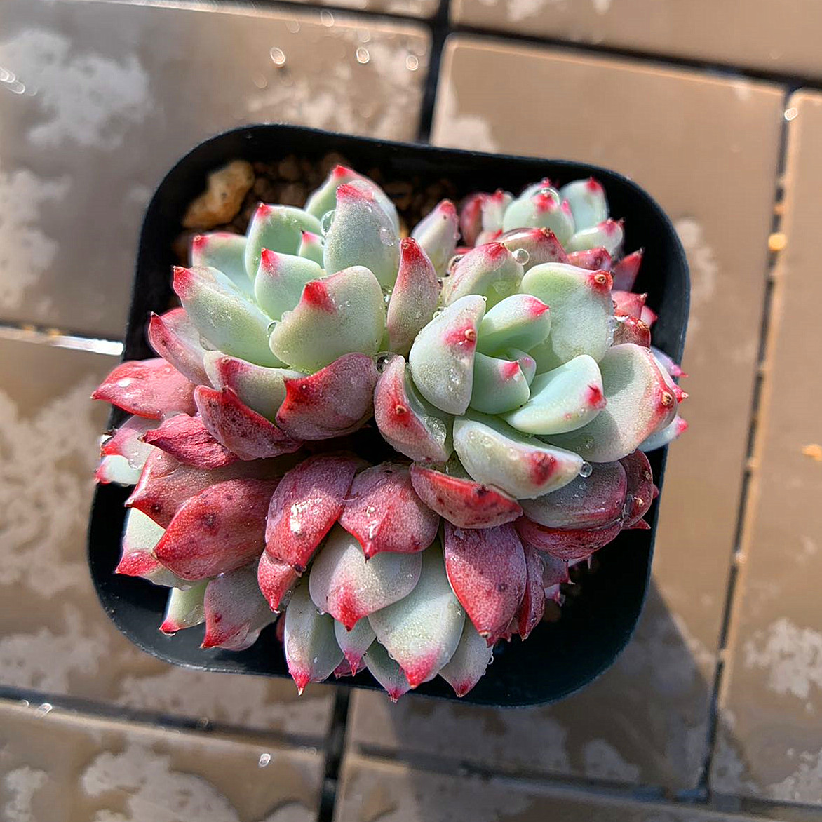  agriculture . direct sale succulent plant ....ekebe rear . 7 luck beautiful .(4 head and more ) pulling out seedling decorative plant interior 