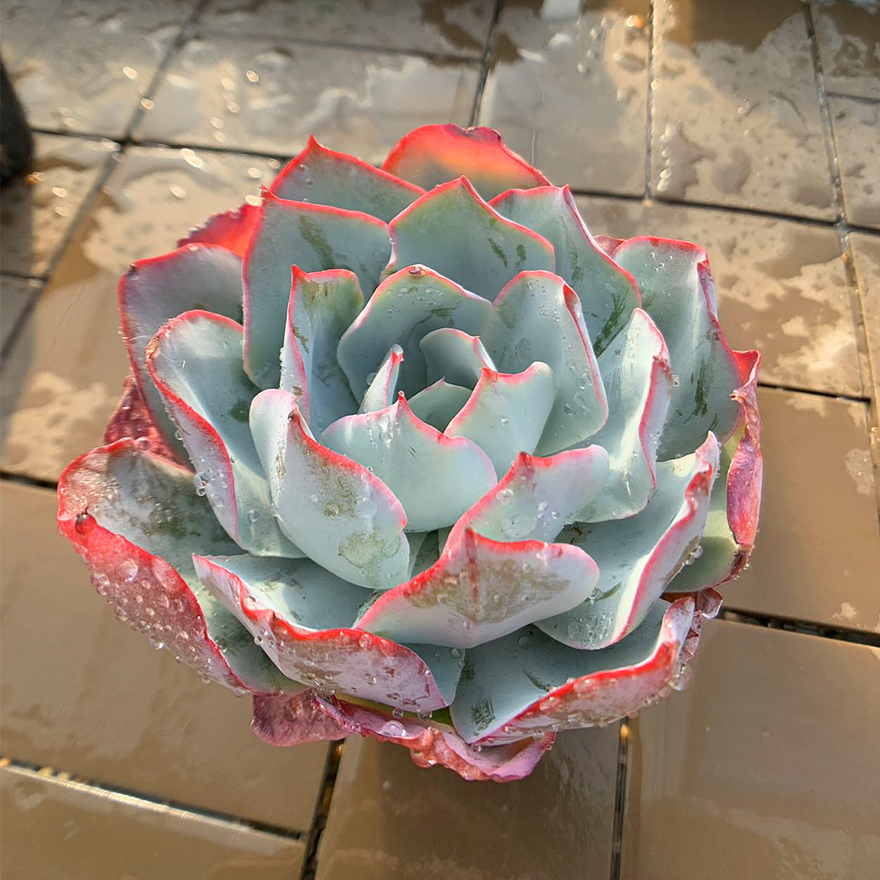  agriculture . direct sale succulent plant ....ekebe rear . blue light ( single ) extra-large beautiful seedling decorative plant interior many meat speciality VERVE
